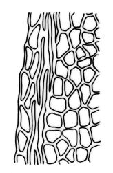 Fissidens  integerrimus, laminal cells, margin of vaginant lamina in proximal region. Drawn from J.E. Beever 66-51, AK 200555.
 Image: R.C. Wagstaff © Landcare Research 2014 